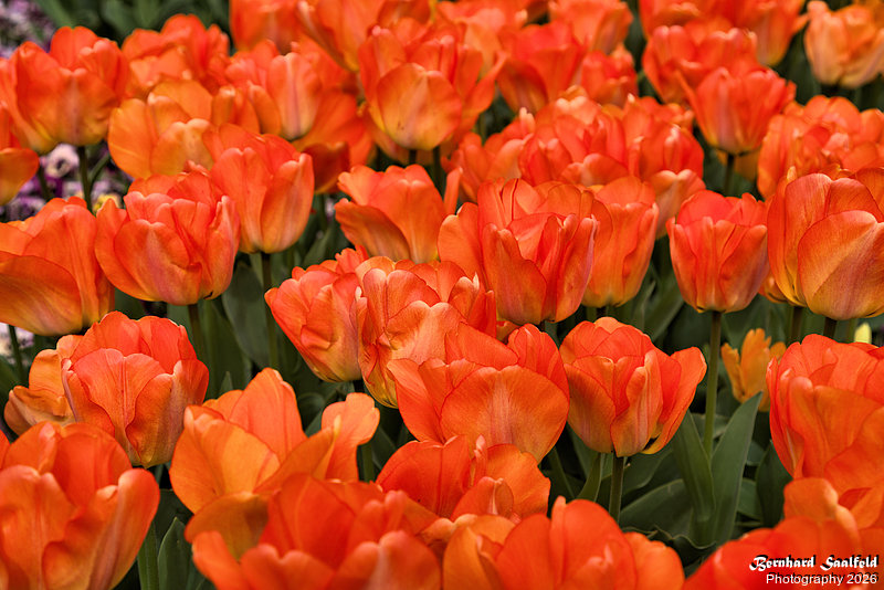 Bernhard Saalfeld - Tulpenpracht 2026 (5v9)